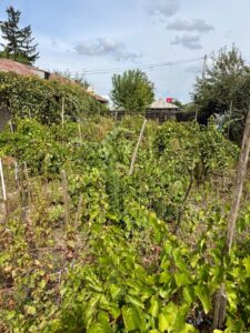 Casă și teren de vânzare Comuna Ghimpați Giurgiu, Ghimpați, Giurgiu – fotografia 6