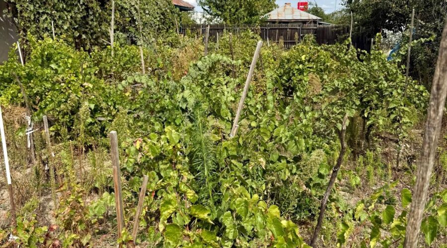 Casă și teren de vânzare Comuna Ghimpați Giurgiu, Ghimpați, Giurgiu – fotografia 6