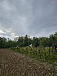 Casa si teren in com.Barla, Sat.Urluieni nr.150 – fotografia 2