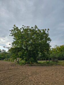 Casa si teren in com.Barla, Sat.Urluieni nr.150 – fotografia 4